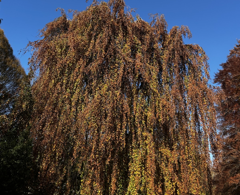 Baumpflege Sonthofen